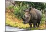 Awesome South Africa Collection - Rhinoceros-Philippe Hugonnard-Mounted Photographic Print