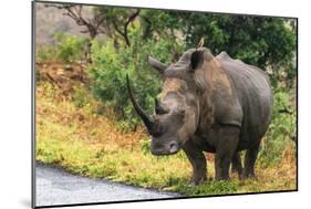 Awesome South Africa Collection - Rhinoceros-Philippe Hugonnard-Mounted Photographic Print