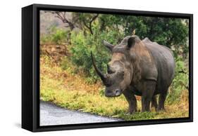 Awesome South Africa Collection - Rhinoceros-Philippe Hugonnard-Framed Stretched Canvas