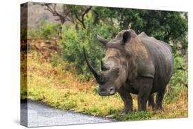 Awesome South Africa Collection - Rhinoceros-Philippe Hugonnard-Stretched Canvas