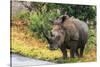 Awesome South Africa Collection - Rhinoceros-Philippe Hugonnard-Stretched Canvas