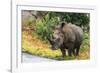 Awesome South Africa Collection - Rhinoceros-Philippe Hugonnard-Framed Photographic Print