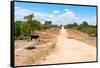 Awesome South Africa Collection - Road in the African Savannah-Philippe Hugonnard-Framed Stretched Canvas