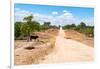 Awesome South Africa Collection - Road in the African Savannah-Philippe Hugonnard-Framed Photographic Print