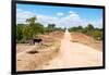 Awesome South Africa Collection - Road in the African Savannah-Philippe Hugonnard-Framed Photographic Print