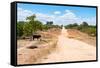 Awesome South Africa Collection - Road in the African Savannah-Philippe Hugonnard-Framed Stretched Canvas