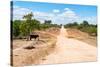 Awesome South Africa Collection - Road in the African Savannah-Philippe Hugonnard-Stretched Canvas