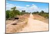 Awesome South Africa Collection - Road in the African Savannah-Philippe Hugonnard-Mounted Photographic Print