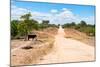 Awesome South Africa Collection - Road in the African Savannah-Philippe Hugonnard-Mounted Photographic Print