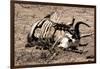 Awesome South Africa Collection - Safari Bone-Philippe Hugonnard-Framed Photographic Print