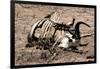 Awesome South Africa Collection - Safari Bone-Philippe Hugonnard-Framed Photographic Print