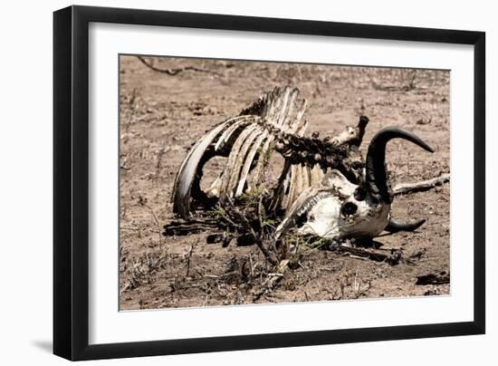 Awesome South Africa Collection - Safari Bone-Philippe Hugonnard-Framed Photographic Print