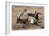 Awesome South Africa Collection - Safari Bone-Philippe Hugonnard-Framed Photographic Print