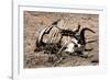 Awesome South Africa Collection - Safari Bone-Philippe Hugonnard-Framed Photographic Print