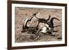 Awesome South Africa Collection - Safari Bone-Philippe Hugonnard-Framed Photographic Print