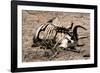 Awesome South Africa Collection - Safari Bone-Philippe Hugonnard-Framed Photographic Print