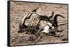 Awesome South Africa Collection - Safari Bone-Philippe Hugonnard-Framed Stretched Canvas