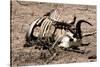 Awesome South Africa Collection - Safari Bone-Philippe Hugonnard-Stretched Canvas