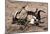 Awesome South Africa Collection - Safari Bone-Philippe Hugonnard-Mounted Premium Photographic Print