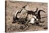 Awesome South Africa Collection - Safari Bone-Philippe Hugonnard-Stretched Canvas