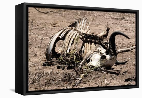 Awesome South Africa Collection - Safari Bone-Philippe Hugonnard-Framed Stretched Canvas