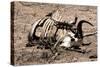 Awesome South Africa Collection - Safari Bone-Philippe Hugonnard-Stretched Canvas