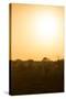 Awesome South Africa Collection - Savanna at Sunrise I-Philippe Hugonnard-Stretched Canvas
