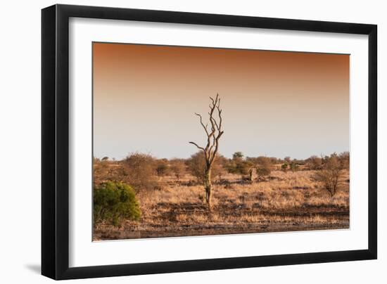 Awesome South Africa Collection - Savanna at Sunrise II-Philippe Hugonnard-Framed Photographic Print