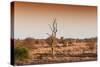 Awesome South Africa Collection - Savanna at Sunrise II-Philippe Hugonnard-Stretched Canvas