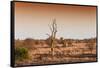 Awesome South Africa Collection - Savanna at Sunrise II-Philippe Hugonnard-Framed Stretched Canvas