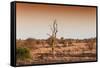 Awesome South Africa Collection - Savanna at Sunrise II-Philippe Hugonnard-Framed Stretched Canvas