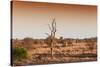 Awesome South Africa Collection - Savanna at Sunrise II-Philippe Hugonnard-Stretched Canvas