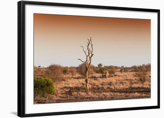 Awesome South Africa Collection - Savanna at Sunrise II-Philippe Hugonnard-Framed Photographic Print