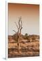 Awesome South Africa Collection - Savanna at Sunrise III-Philippe Hugonnard-Framed Photographic Print