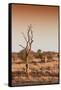 Awesome South Africa Collection - Savanna at Sunrise III-Philippe Hugonnard-Framed Stretched Canvas