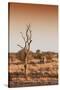 Awesome South Africa Collection - Savanna at Sunrise III-Philippe Hugonnard-Stretched Canvas