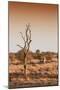 Awesome South Africa Collection - Savanna at Sunrise III-Philippe Hugonnard-Mounted Photographic Print