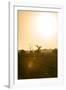 Awesome South Africa Collection - Savanna at Sunrise IV-Philippe Hugonnard-Framed Photographic Print