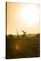 Awesome South Africa Collection - Savanna at Sunrise IV-Philippe Hugonnard-Stretched Canvas