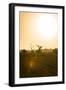 Awesome South Africa Collection - Savanna at Sunrise IV-Philippe Hugonnard-Framed Photographic Print