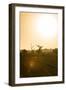 Awesome South Africa Collection - Savanna at Sunrise IV-Philippe Hugonnard-Framed Premium Photographic Print