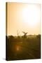Awesome South Africa Collection - Savanna at Sunrise IV-Philippe Hugonnard-Stretched Canvas