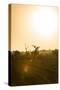 Awesome South Africa Collection - Savanna at Sunrise IV-Philippe Hugonnard-Stretched Canvas