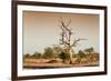 Awesome South Africa Collection - Savanna at Sunrise V-Philippe Hugonnard-Framed Photographic Print