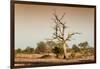 Awesome South Africa Collection - Savanna at Sunrise V-Philippe Hugonnard-Framed Photographic Print