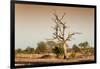 Awesome South Africa Collection - Savanna at Sunrise V-Philippe Hugonnard-Framed Photographic Print