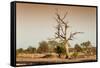 Awesome South Africa Collection - Savanna at Sunrise V-Philippe Hugonnard-Framed Stretched Canvas