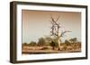 Awesome South Africa Collection - Savanna at Sunrise V-Philippe Hugonnard-Framed Photographic Print