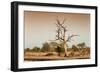 Awesome South Africa Collection - Savanna at Sunrise V-Philippe Hugonnard-Framed Photographic Print