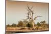 Awesome South Africa Collection - Savanna at Sunrise V-Philippe Hugonnard-Mounted Photographic Print